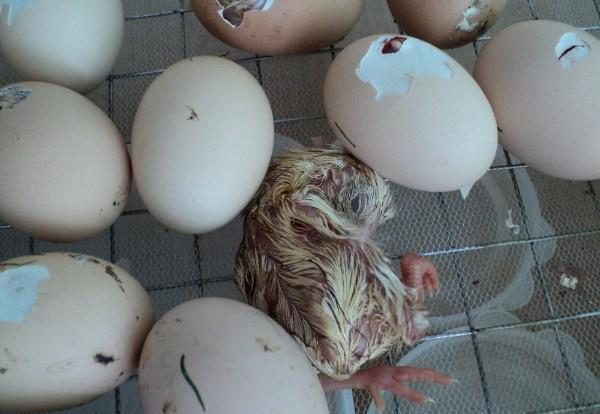  Hühner beißen aus einem Ei