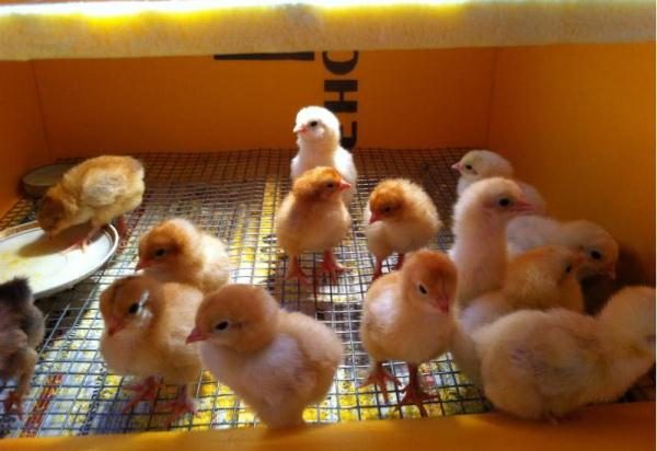  Inkubator Hühner