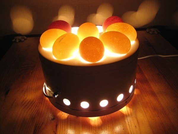  Eier leuchten auf dem Ovoskop