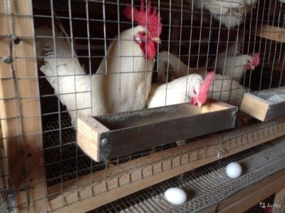  Hühnerleghorn in Käfigen und Eiern