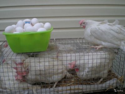  Weiße Leggornhühner in Käfigen und weiße Eier in einer Schüssel