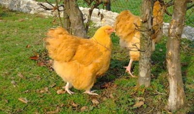  gelbe Orpington-Hühner