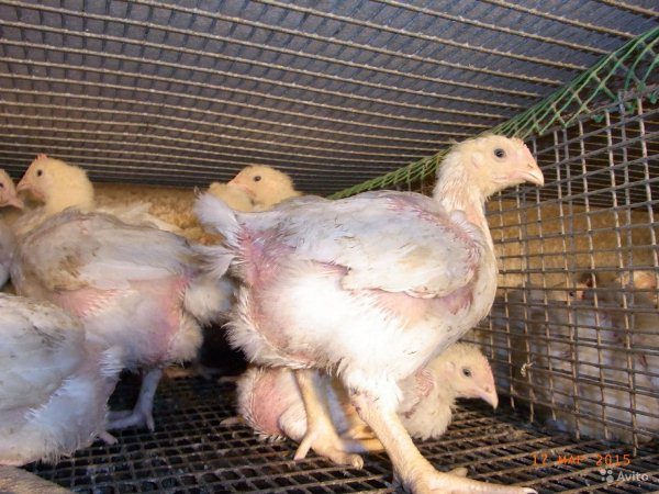  Broilerhühner in einem Käfig