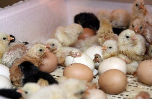  Hühner schlüpfen aus Eiern