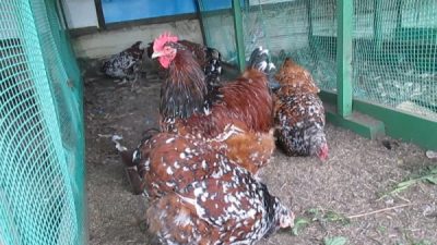  Orpington Rasse Hühner essen