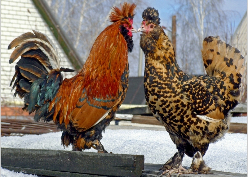  Hühner der Pavlovsk-Rasse
