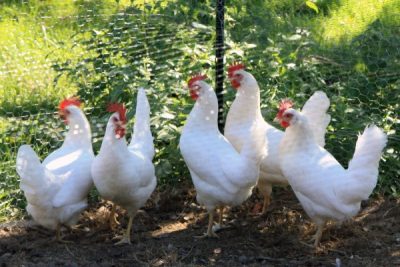 Weiße Hühner Livorno hinter dem Netz