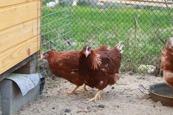  Huhn in einem Käfig