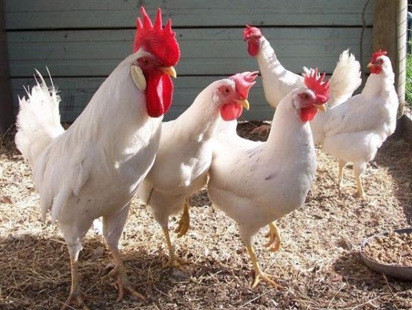  Weiße Hühner brüten Leggorn