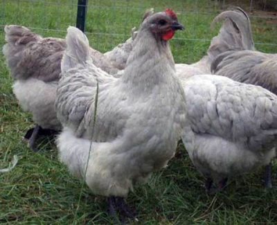  Weiße Hühner brüten Orpington Eat