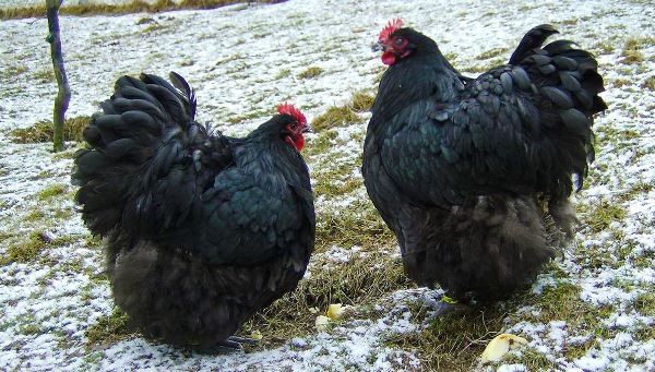  Schwarze Orpington Hens
