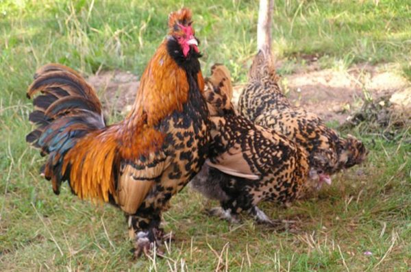  Pavlovskaya-Hühner auf der Flucht