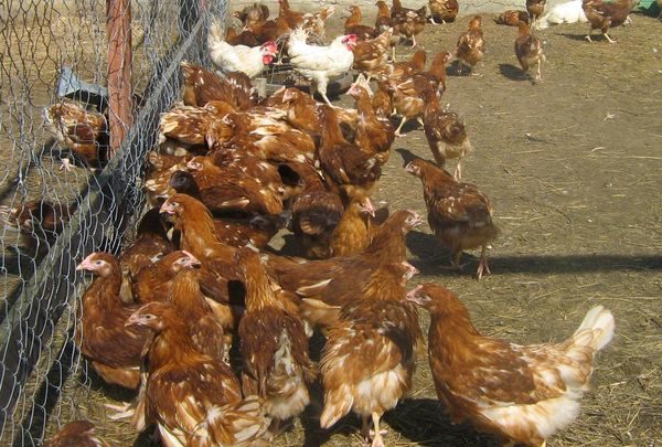  Hühner in der Voliere halten