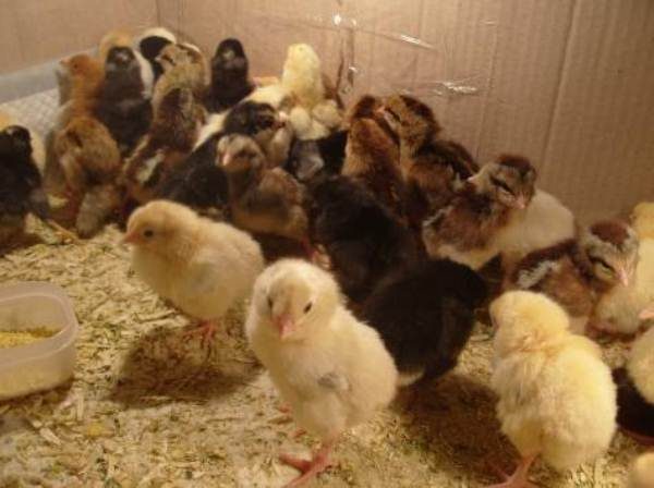  Hühner aus einem Inkubator in einem Karton