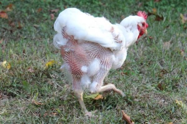  Hühner verschütten