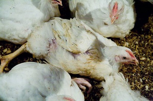  Infektion von Broiler-Hühnern mit Vogelgrippe