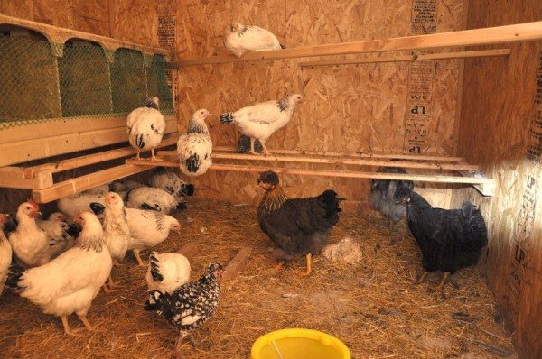  Hühner im Hühnerstall