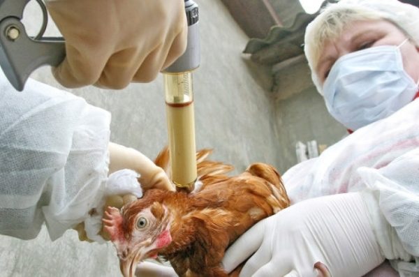  Impfung Hühner