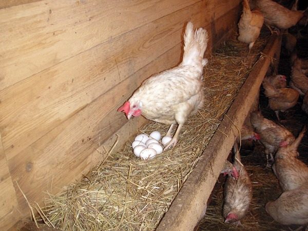  Hühnerschicht mit Eiern
