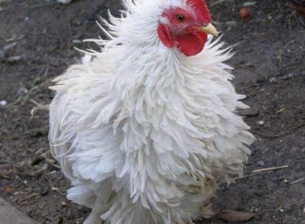  Kokzidiose bei Hühnern und Hühnern