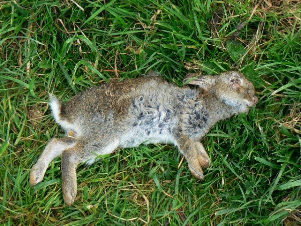  Totes Kaninchen