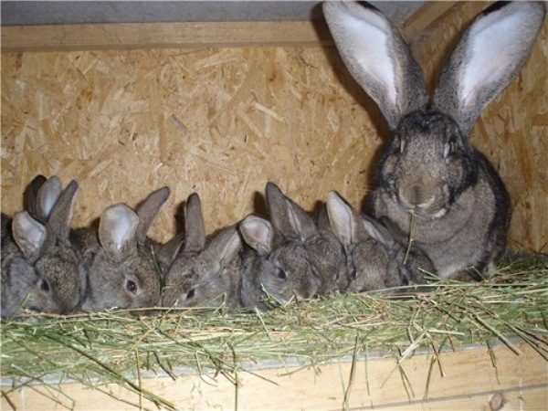  Kleines Kaninchen mit kleinem Kaninchen
