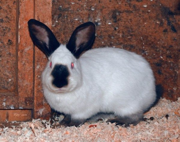  Russisches Hermelin-Kaninchen