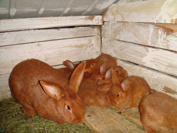  Neuseeland-Kaninchen