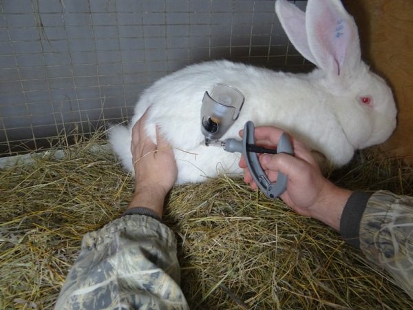  Kaninchenimpfung