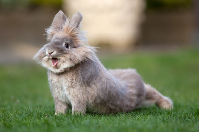  Rhinitis bei Kaninchen: Symptome, Behandlung und Vorbeugung