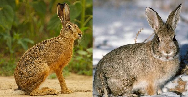  Die Hauptunterschiede zwischen dem Kaninchen und dem Hasen