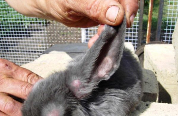  Die Ohren eines Kaninchens mit Myxomatose