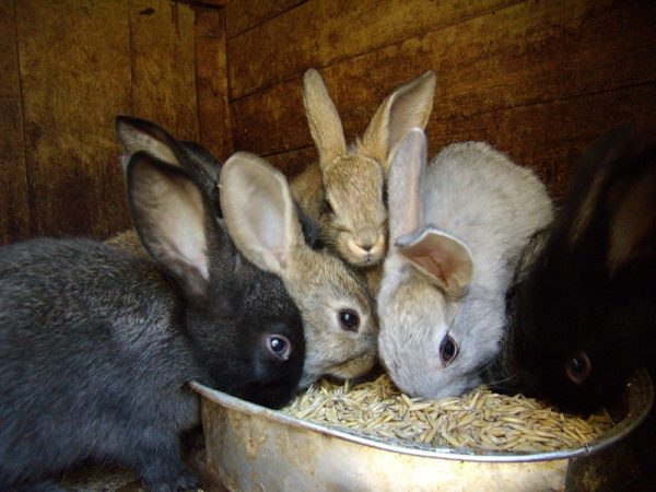 Kaninchen, die Hafer essen