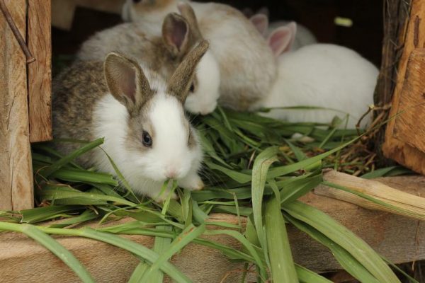  Kaninchen essen grünes Essen.