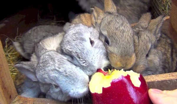  Kaninchen, die Äpfel essen