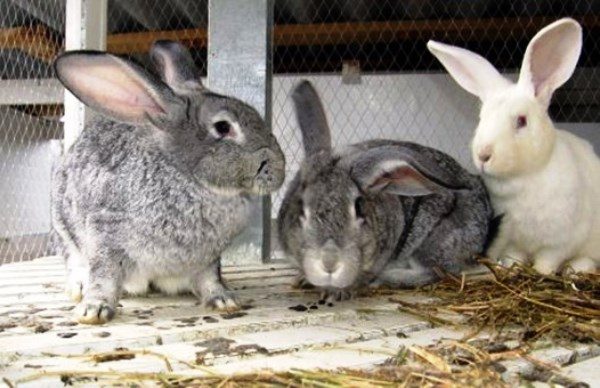  Erwachsene Kaninchen im Stift