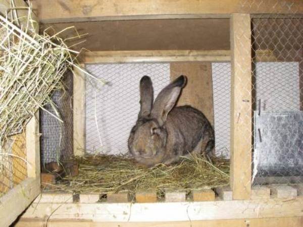  Kaninchen in einem Käfig