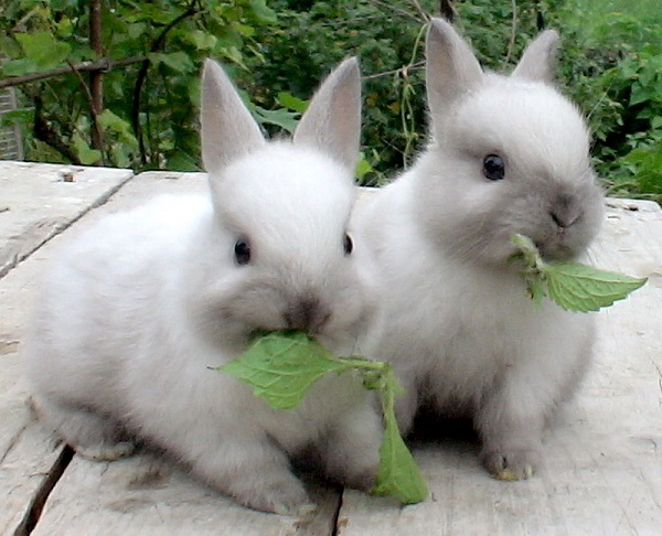  Was Kaninchen füttern