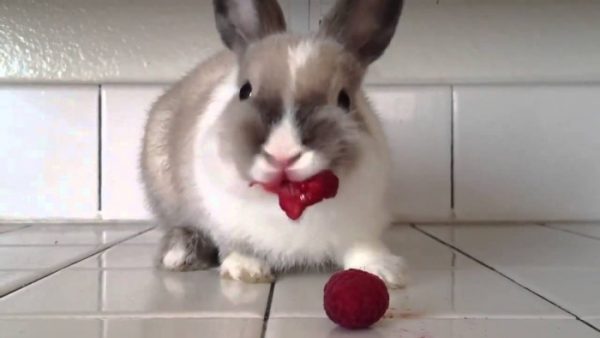  Kaninchen, das rote Rüben isst