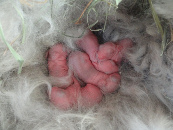  Neugeborene Kaninchen