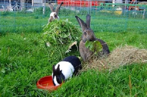  Geerntetes Grobfutter für Kaninchen.