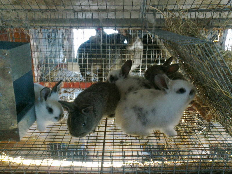 Baytril: Gebrauchsanweisungen für Kaninchen und erwachsene Kaninchen