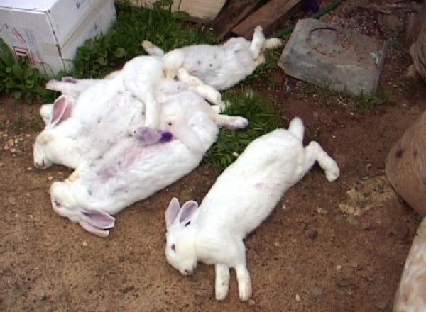  Tote Kaninchen