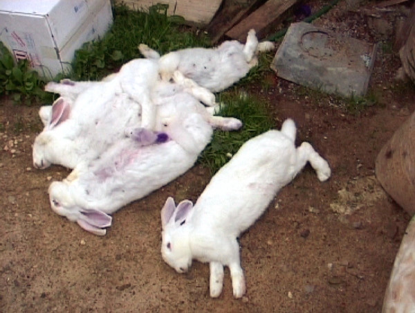  Tote Kaninchen