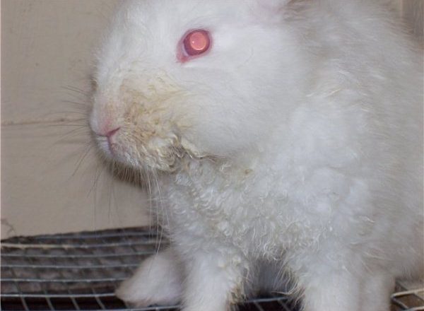  Infektiöse Stomatitis bei Kaninchen
