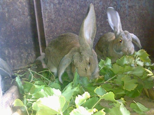  Kaninchen essen