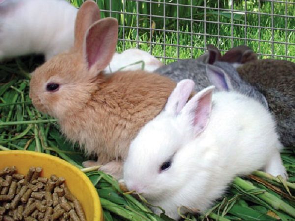  Zubereitetes Futter für Kaninchen