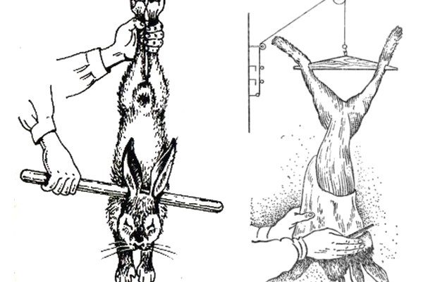  Das Schema des Fahrens und Enthäutens eines Kaninchens