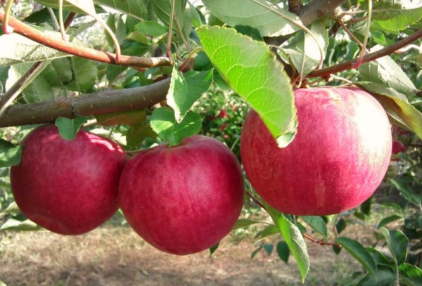  Apfelbaumsorten Ruhm den Gewinnern: beschreibende Eigenschaften
