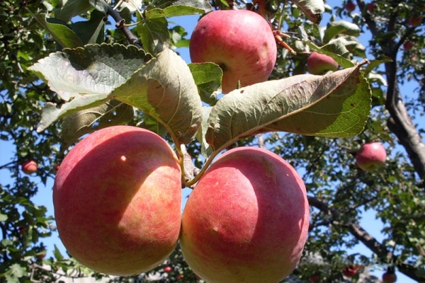  Zhigulevskoe Apfelsorten: beschreibende Merkmale, Auswahlhistorie